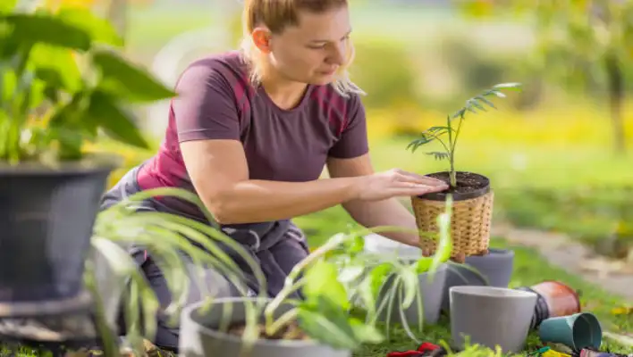 How To Plant  Cane Plant 