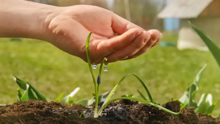 How To Grow Frizzle Sizzle Plant 