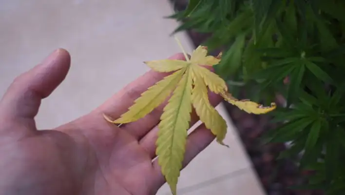 Why Cannabis Leaves Turn Yellow and How to Manage It