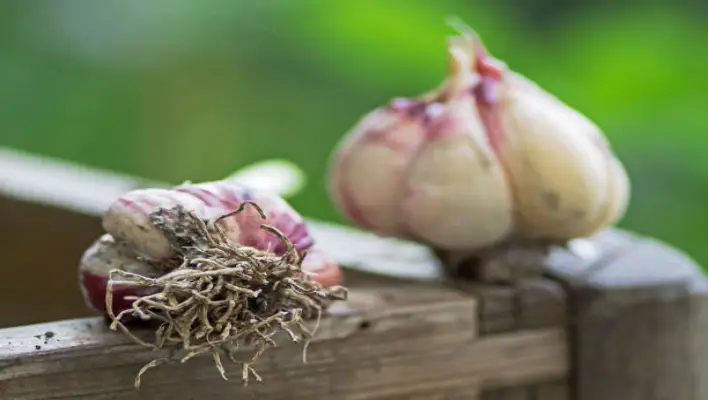 types of garlic	