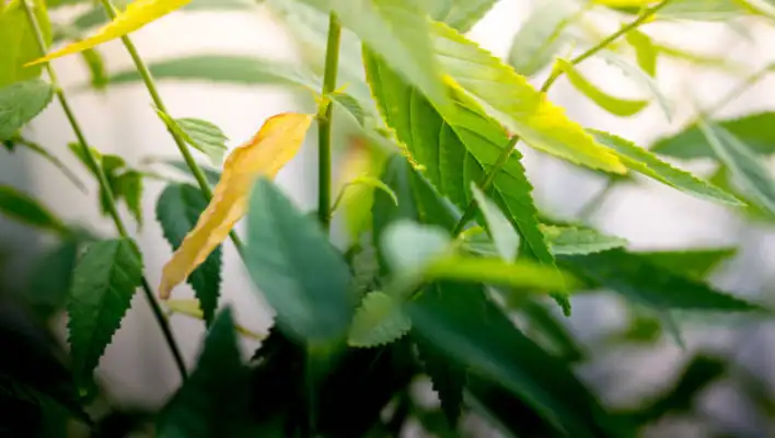 How to Manage  Cannabis Leaves Turn Yellow