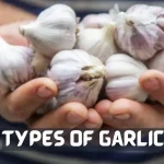 types of garlic