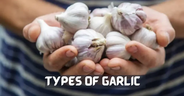 types of garlic