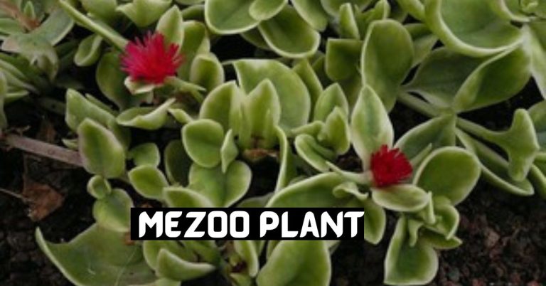 mezoo plant