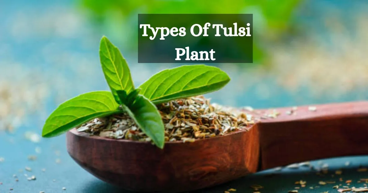 Types Of Tulsi Plant