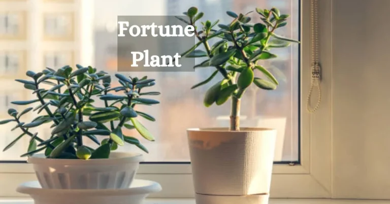 Fortune Plant