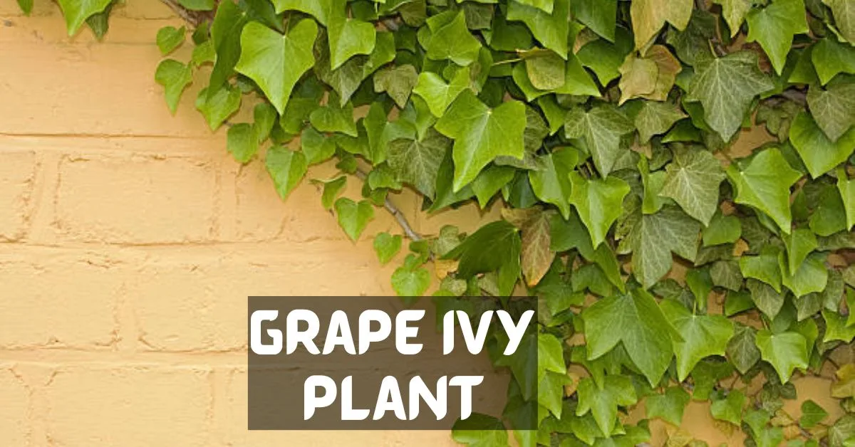 Grape Ivy Plant