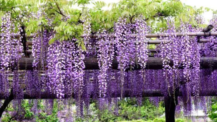 Japanese Wisteria: A Cascading Beauty