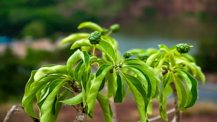 Ganga Tulsi