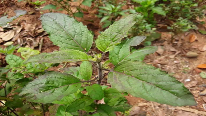 What Is The Lifespan Of The Tulsi Plant?