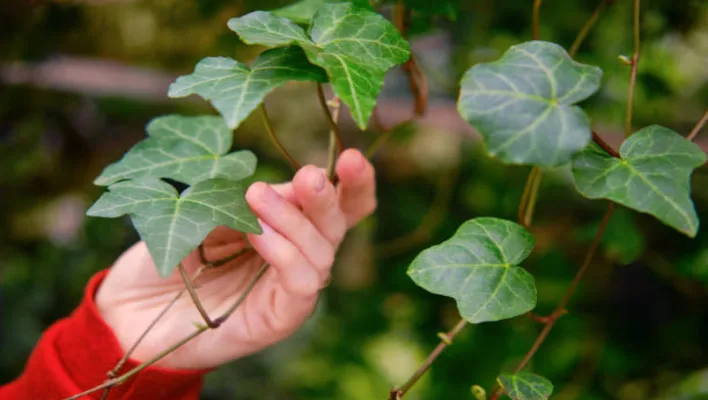 How To Care Grape Ivy Plant 