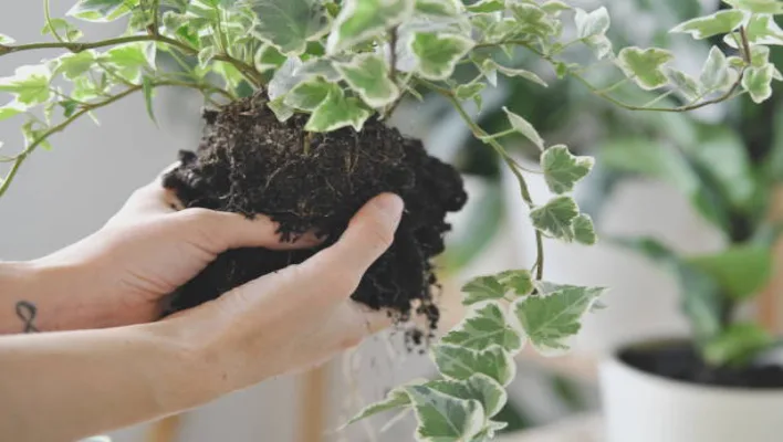 How To Plant Grape Ivy Plant 