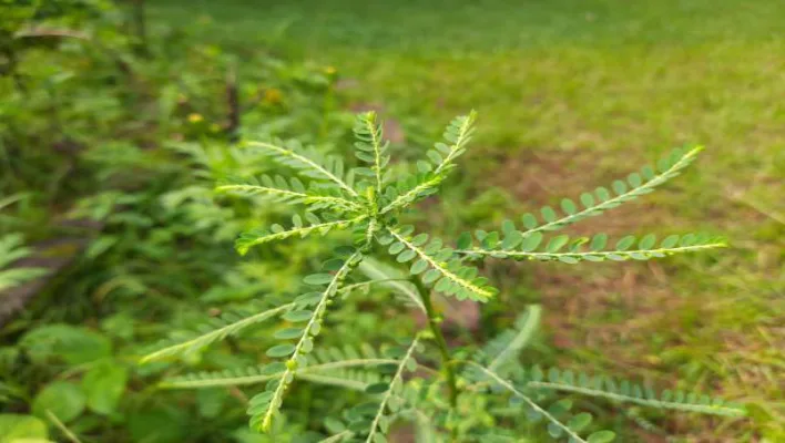 Drudriha Tulsi