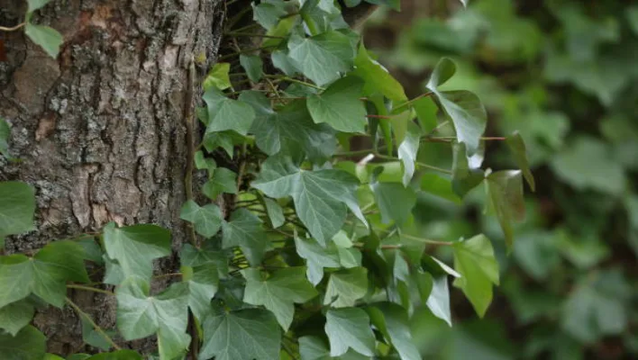 Grape Ivy Plant