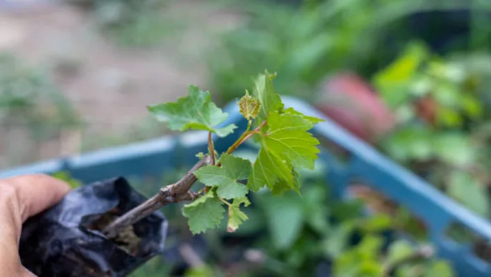 Real-Life Success Stories with Grape Ivy Propagation