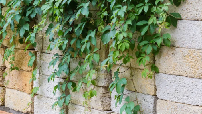 How To Propagate Grape Ivy Plant 