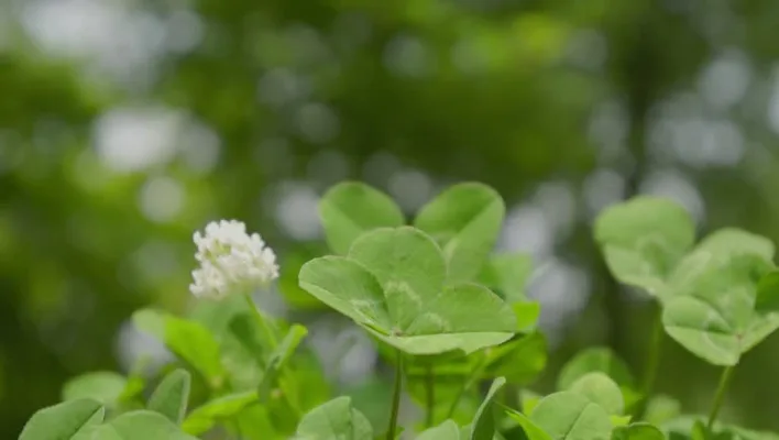 Fortune Plant Flower Lucky.