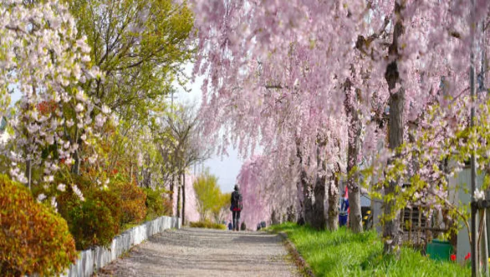 Cherry Blossom: The Quintessential Japanese Tree