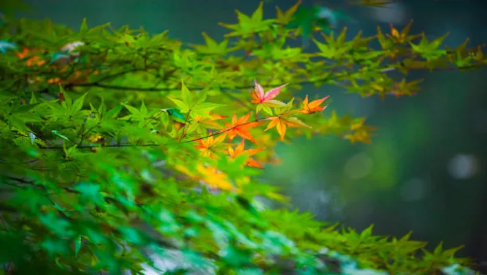 Japanese Maple: The Colorful Masterpiece of Nature