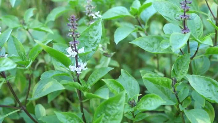 Ganga Tulsi