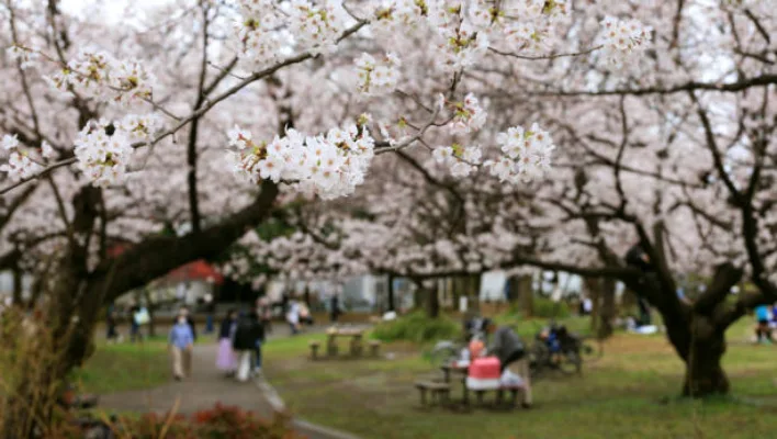 Real-Life Stories: Japanese Trees in Action