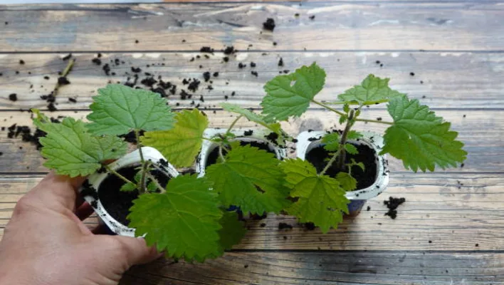 How To Propagate Grape Ivy Plant 