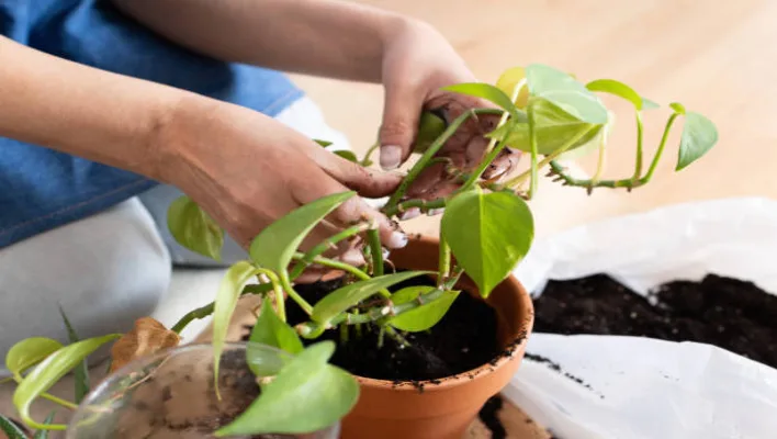 How To Propagate Grape Ivy Plant 