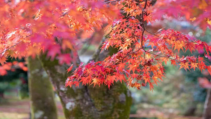 Japanese Cedar: A Majestic Presence in Temples and Forests