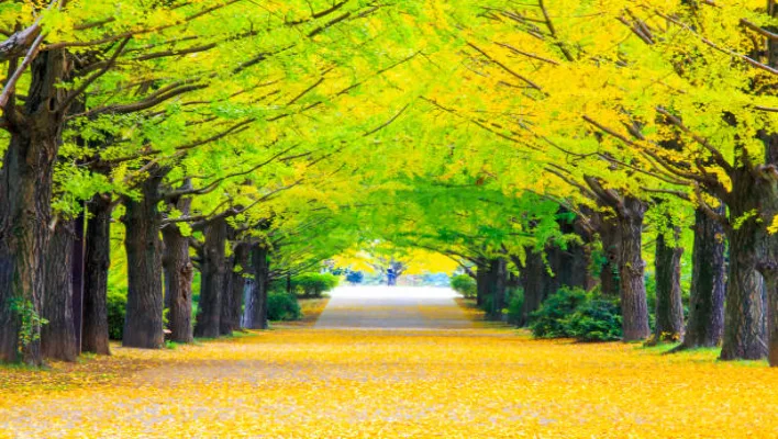 Ginkgo: The Ancient Japanese Tree with a Golden Touch