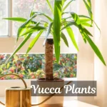 Yucca Plants