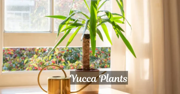 Yucca Plants