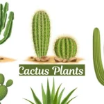 Cactus Plants