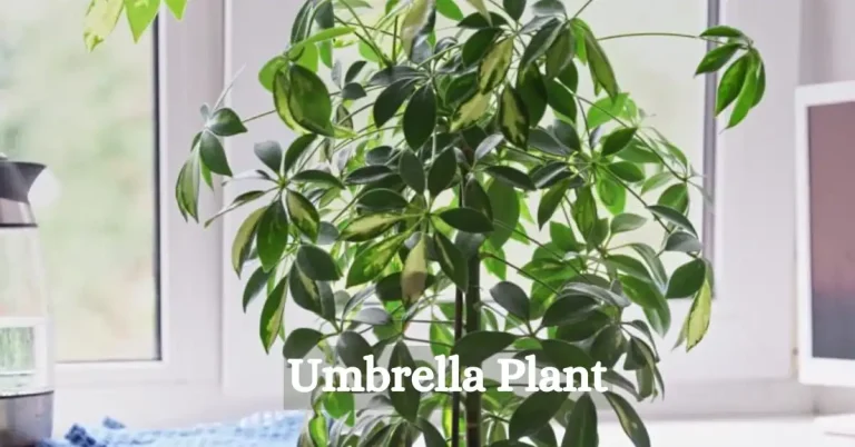 Green Up Your Home with the Versatile Umbrella Plant