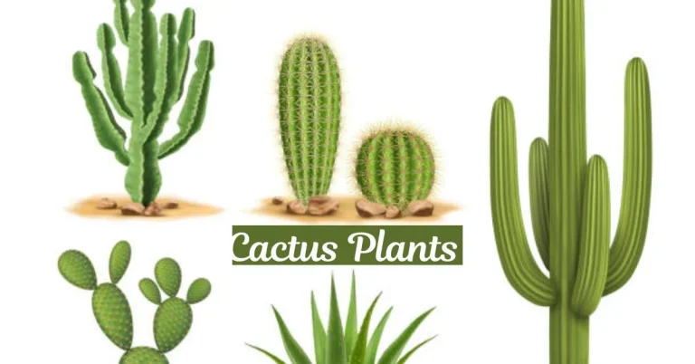 Cactus Plants