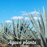 Agave plants