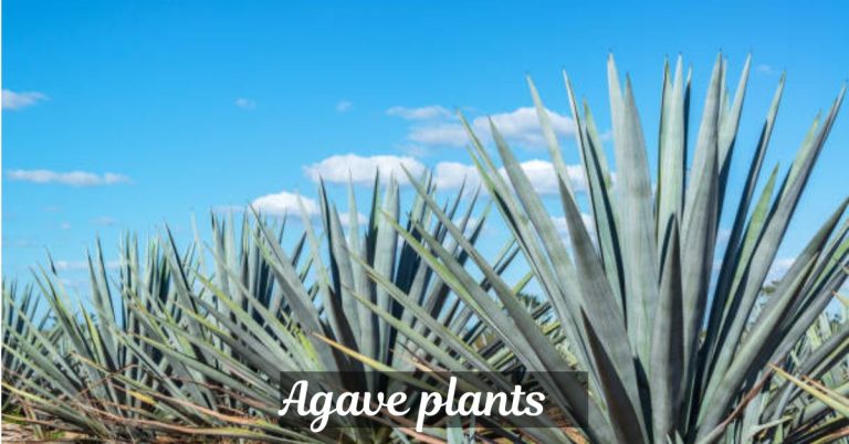 Agave plants