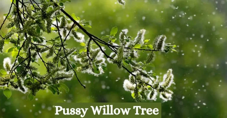 Pussy Willow Tree: Growth, Care Tips, Beauty, and Benefits