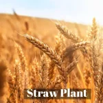 Straw Plant