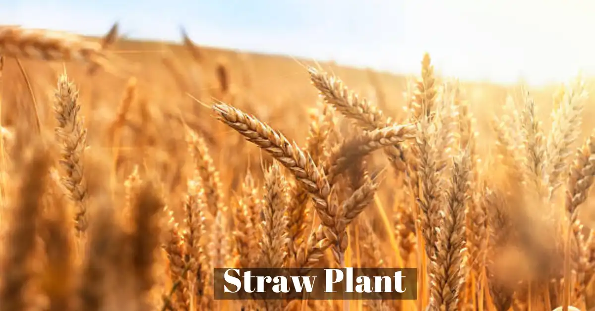 Straw Plant