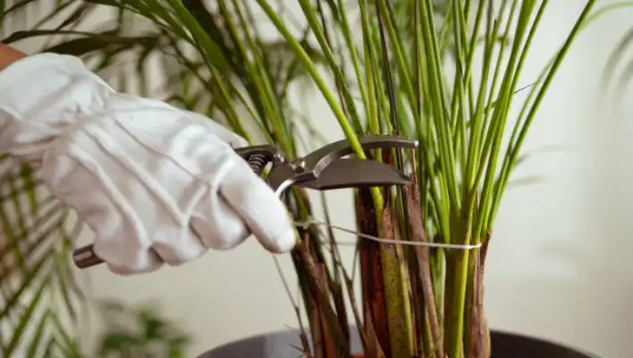 How To Pruning The Straw Plant 