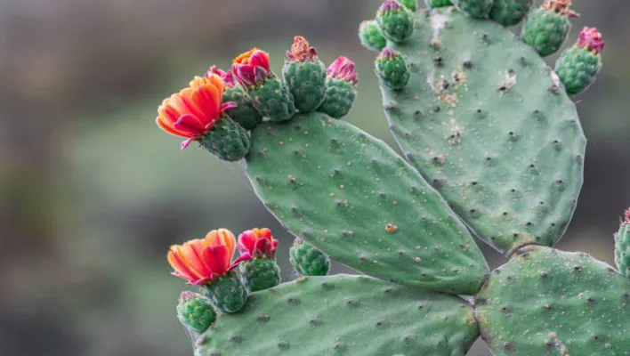 Prickly Pear Cactus