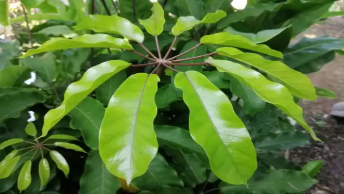 Schefflera Actinophylla (Octopus Tree)