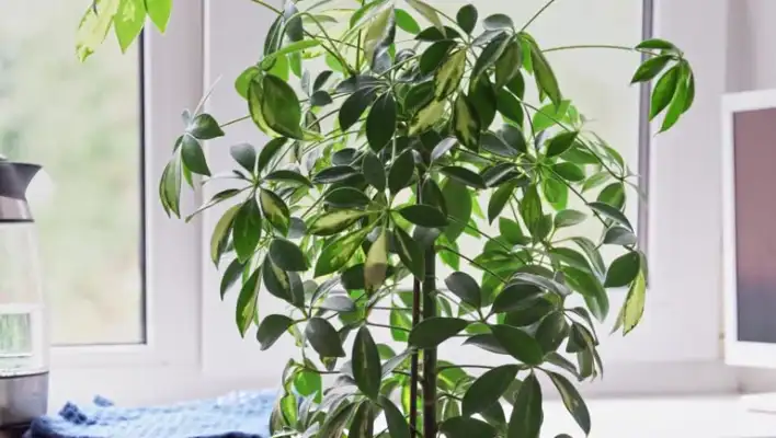  Schefflera Amate (Umbrella Tree)