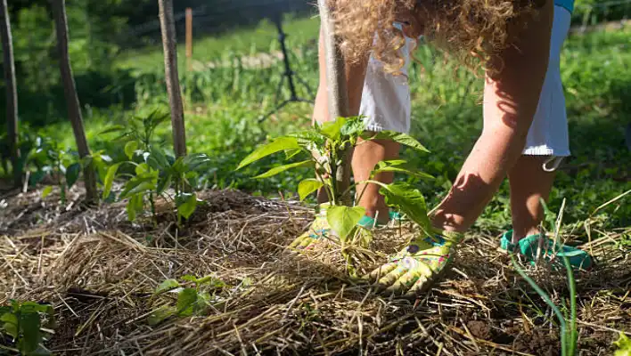 How To Propagate The Straw Plant 