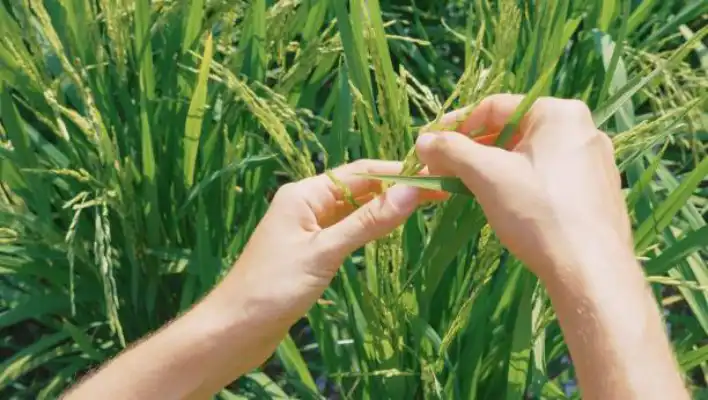 How To Care The Straw Plant 