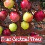 Fruit Cocktail Trees