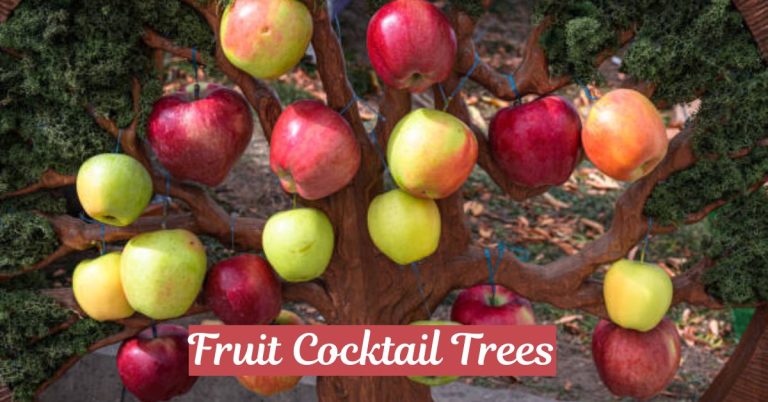 Fruit Cocktail Trees