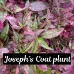 Joseph’s Coat plant