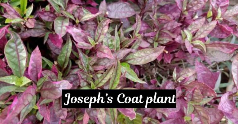 Joseph’s Coat plant