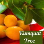 Kumquat Tree